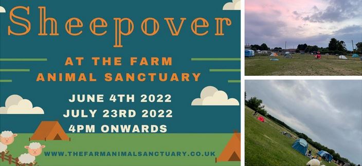 sheepover
