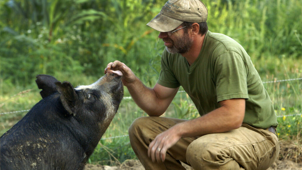 Last Pig - Bob Comis ze świnią
